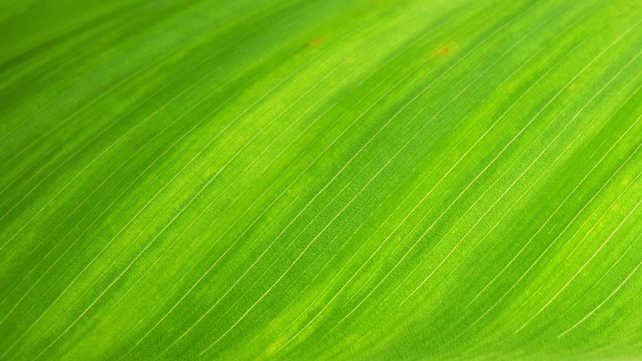 leaf, texture, nature background-176722.jpg